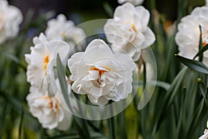 White and orange Double Replete daffodils (Narcissus) bloom in a garden