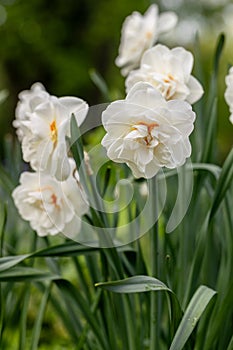 White and orange Double Replete daffodils (Narcissus) bloom in a garden