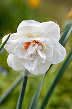 White and orange Double Replete daffodils (Narcissus) bloom in a garden