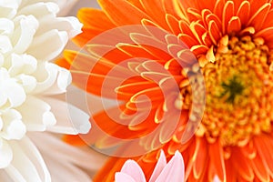 White and Orange gerbera daisy flower spring summer blooming beautiful