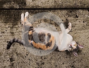 Blanco naranja a gris gato mascota a través de concreto piso 