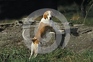 White and Orange Great Anglo French Hound photo