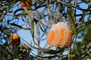 White and orange inflorescence of the Acorn Banksia, Banksia prionotes, family Proteaceae