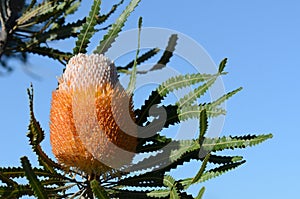 White and orange inflorescence of the Acorn Banksia, Banksia prionotes, family Proteaceae