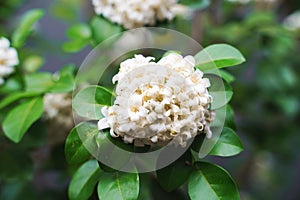 White orange jasmine flower with green leaves blooming on tree in the garden.