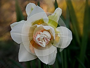 The white with orange petals in the center  a flower of daffodil of cultivar Replete close-up.