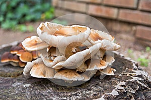 White and orange poplar or poplar mushroom, Agrocybe cylindracea or Agrocybe aegerita