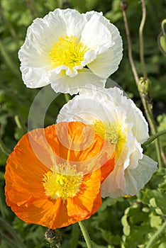 White and orange poppies