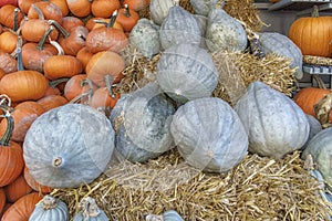 White an Orange Pumkins