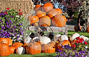 White and Orange Pumpkin Fall Still Life