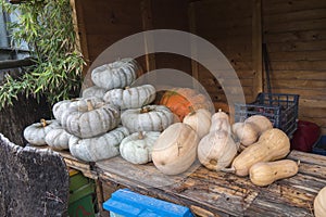 White and orange pumpkings wonder, and butternut