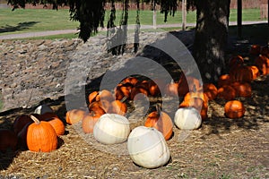 White and orange pumpkins