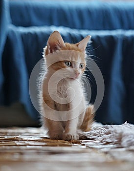 white and orange puppy cat with blue background and backlight