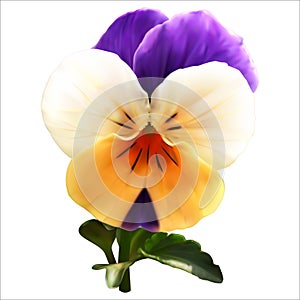 White-orange-purple viola flower