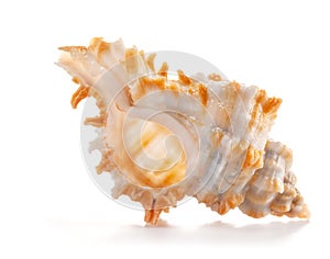White and orange rare sea shell from the genus Chicoreus, a member of the Muricidae family (Murex snails) photo