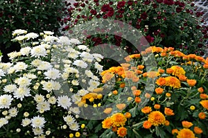 White, orange, and red mums bring fall color.