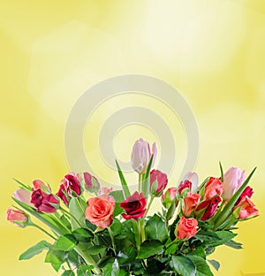 White, orange, red and yellow roses flowers, bouquet, floral arrangement, yellow background, isolated