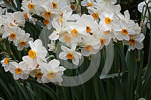 White and orange single naricissus variety of jonquil gowing