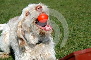 White-orange spinone dog graps a flying orange ball
