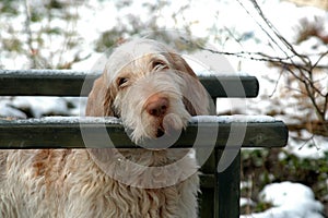 Tired Spinone photo