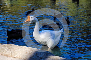 A white and orange swan standing near the banks of the lake surrounded by brown ducks at Kenneth Hahn Park