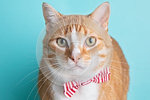 White Orange Tabby Cat Wearing Red Striped Bow Tie Close Up Face Portrait Cute Costume Collar