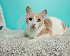 white and orange tabby kitten cat lying down