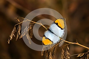 White orange tip butterfly