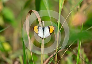 White orange tip Ixias marianne Butterfly resting on grass leaf