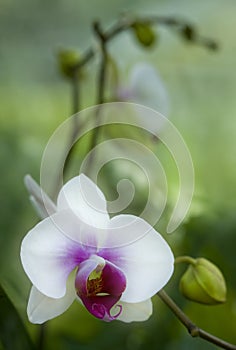 White Orchid