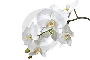 Biely orchidea 