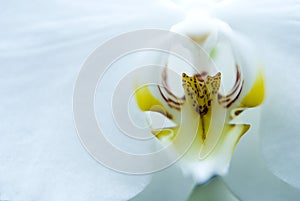 White orchid