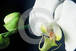 White Orchid