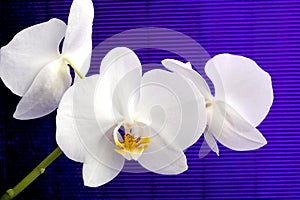 White orchid