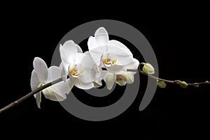 White orchid photo