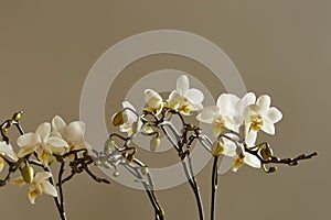 White Orchid