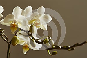 White Orchid