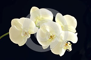 White orchid