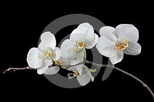 White orchid