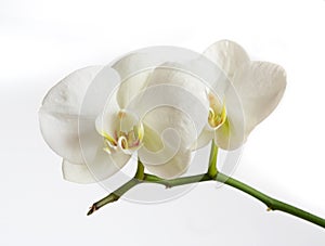 White orchid