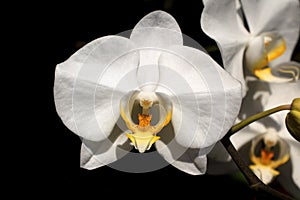 White orchid