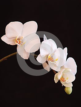 White Orchid