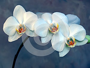 White Orchid