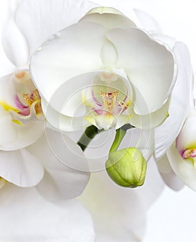 White orchid