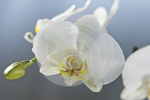 White Orchid