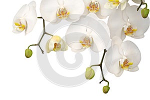 Blanco orquídea 