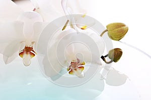 Blanco orquídea 