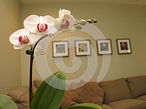 White Orchid