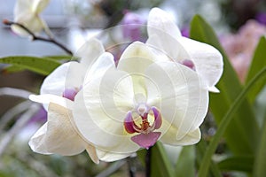 White orchid