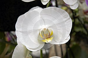 White orchid